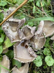 Candolleomyces candolleanus