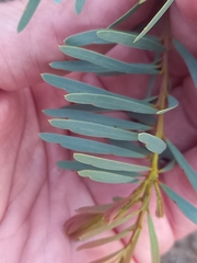 Acacia