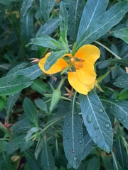 Ludwigia grandiflora