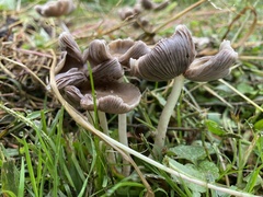 Candolleomyces candolleanus