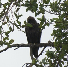 Hieraaetus wahlbergi