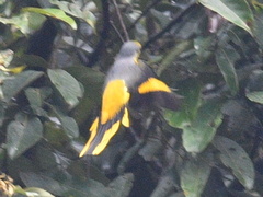 Pericrocotus speciosus