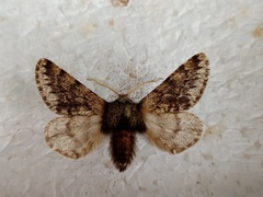 Apocheima hispidaria