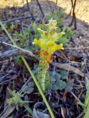 Lachenalia lutea