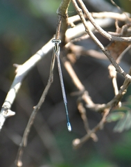 Aciagrion occidentale