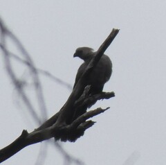 Corythaixoides concolor