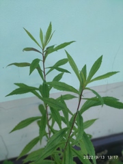 Solidago canadensis