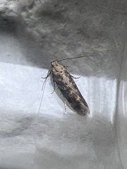 Scrobipalpa ocellatella