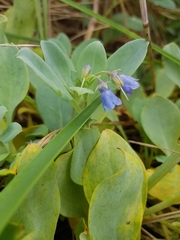 Mertensia maritima
