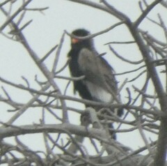 Terathopius ecaudatus