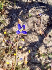 Heliophila adpressa