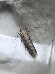 Scrobipalpa ocellatella