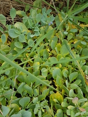 Mertensia maritima