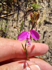 Polygala garcinii