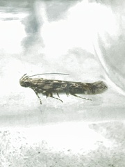 Scrobipalpa ocellatella