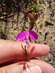Polygala garcinii