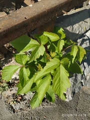 Acer negundo