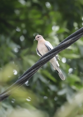 Streptopelia senegalensis