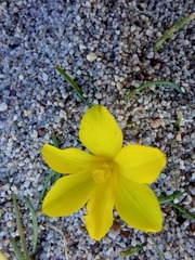 Moraea fugacissima