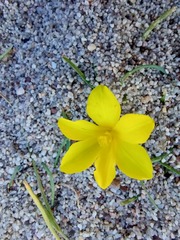 Moraea fugacissima