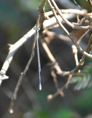 Aciagrion occidentale