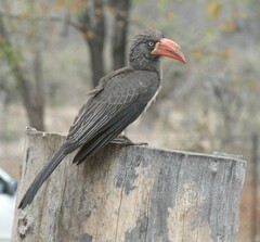 Lophoceros alboterminatus