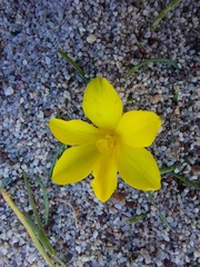 Moraea fugacissima