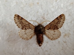 Apocheima hispidaria