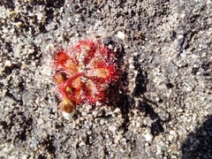 Drosera trinervia