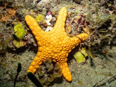 Pentagonaster duebeni