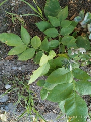 Fraxinus pennsylvanica