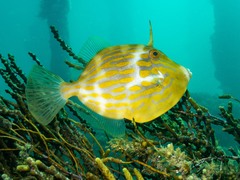 Eubalichthys mosaicus