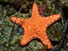 Pentagonaster duebeni