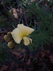 Gompholobium latifolium