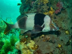 Pseudogoniistius nigripes