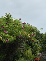 Allamanda blanchetii