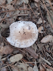 Agaricus bitorquis