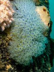 Clavelina moluccensis