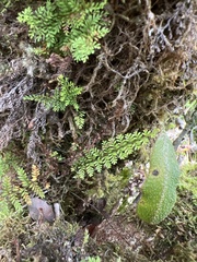 Adenophorus tamariscinus