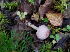 Agaricus diminutivus