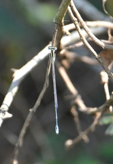 Aciagrion occidentale