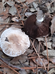 Agaricus bitorquis