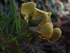 Gompholobium latifolium