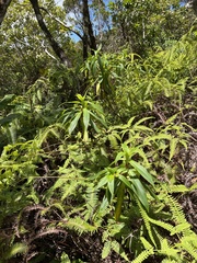 Dubautia raillardioides