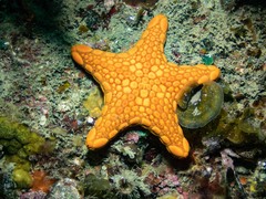 Pentagonaster duebeni
