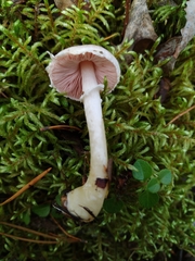 Agaricus diminutivus