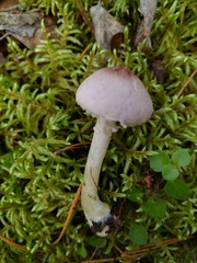 Agaricus diminutivus
