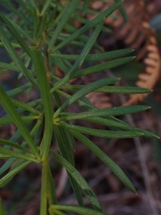 Gompholobium latifolium