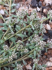 Corrigiola litoralis