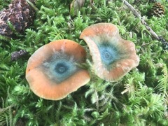 Lactarius aurantiosordidus